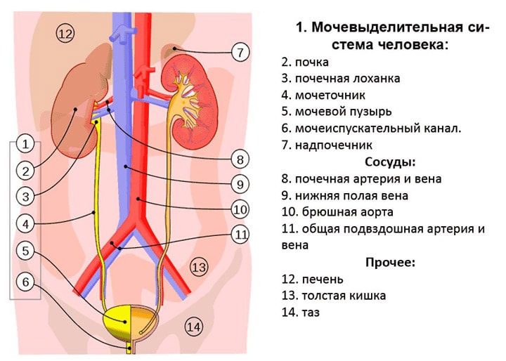Выделительная система