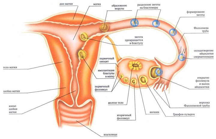 Продолжение рода &ndash; Интересные факты
