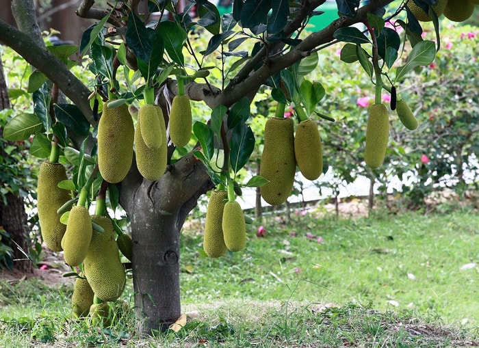 Самые необычные деревья в мире