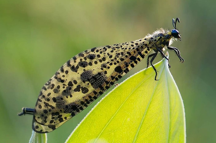 Муравьиный лев - Описание и фото