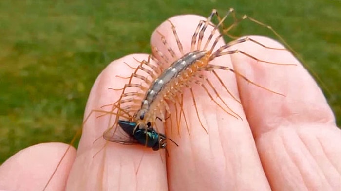 Сколопендра - описание и фото